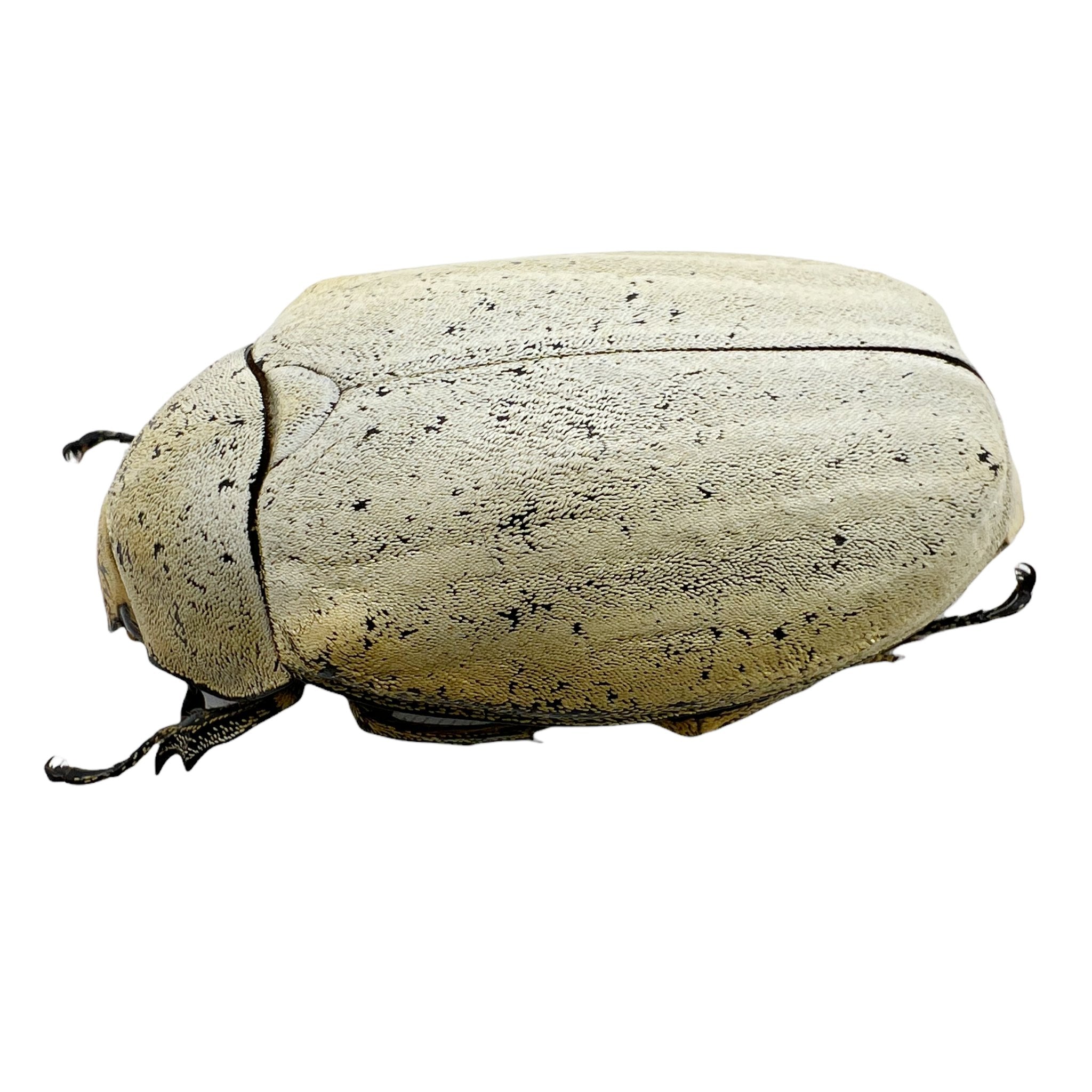 Sugarcane White Grub (Lepidiota stigma) Entomology – TaxidermyArtistry
