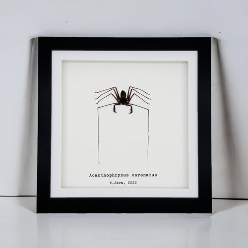 Tailless Whip Scorpion (Acanthophrynus coronatus) Framed Specimen