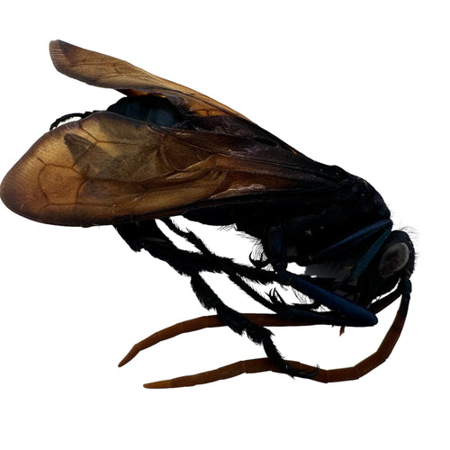 Tarantula HAWK Wasp (Pepsis heros) Insect