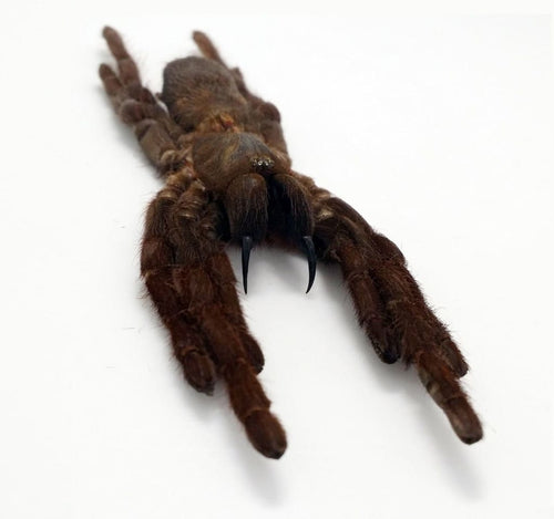 Tarantula Spider Eurypelma spinicrus