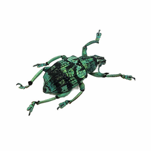 Teal Weevil Beetle (Eupholus chevrolati)