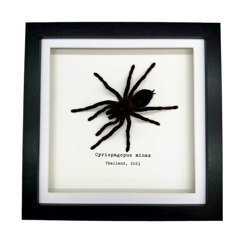 Thailand Big Black Tarantula Spider Frame (Cyriopagus minax)