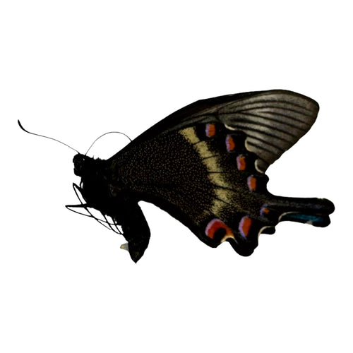 The Alpine Black Swallowtail Butterfly  (Papilio maackii)