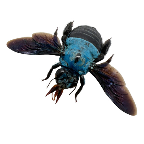 The Blue Carpenter Bee Xylocopa caerulea (F)