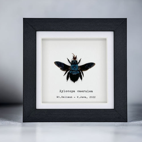 The Blue Carpenter Bee (Xylocopa caerulea) Framed Specimen