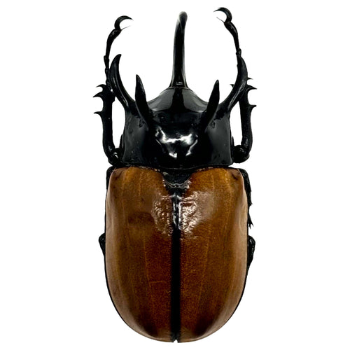 The Five-Horned Rhinoceros Beetle (Eupatorus gracilicornis)