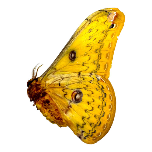 The Golden Emperor Moth (Loepa diversiocellata)