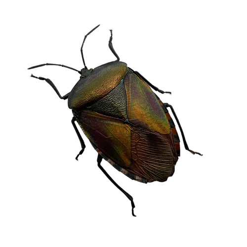 The Khayu Shield Bug (Pycanum oculatum) Insect