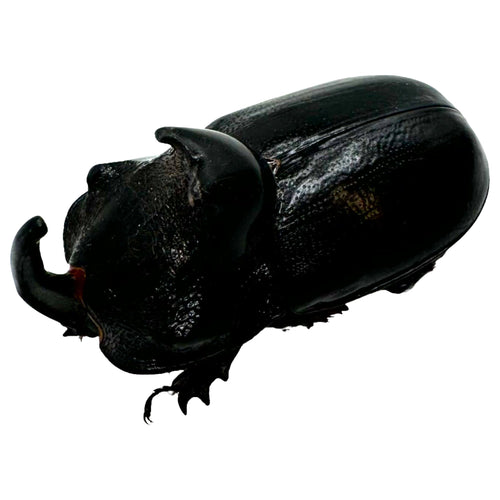 The Rhino Horned Beetle (Trichogomphus martabani)