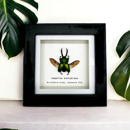 The Saw Tooth Green Stag Beetle Frame (Lamprima adolphinae)