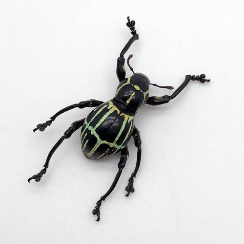 The Weevil Beetle (pachyrrhynchus phaelaratus)