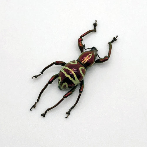 The Weevil Beetle (pachyrrhynchus speciosus)