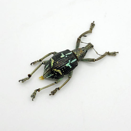 The Weevil Beetle (rhinoscapha insignis)