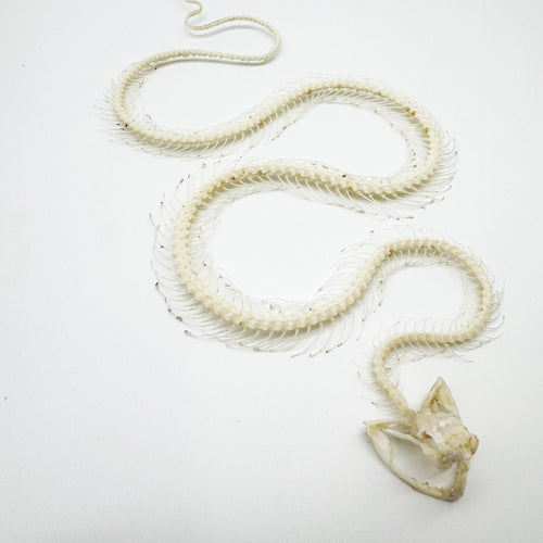 White-Lipped Pit Viper Curved Skeleton (Trimeresurus albolabris) Osteological