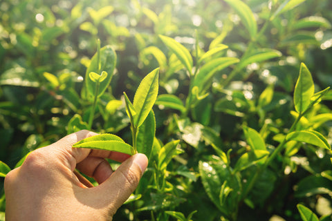 matcha tea leaves