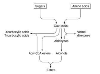 Sulfur and Rotten Egg Aromas in Beer – Off Flavors in Home Brewing