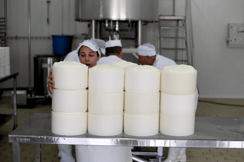 Manchego 1605 dairy - woman stacking cheeses