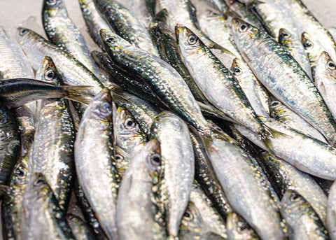 Sardine-fish-market