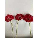 Tuscan Gerber Daisy 24" (Pack of 12)