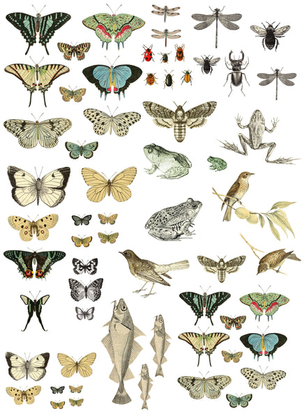 IOD Entomology Etcetera Transfer by Iron Orchid Designs 24x33"