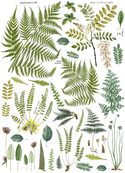 IOD Fronds Botanical Transfer by Iron Orchid Designs 24x33