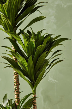Dracaena 'Janet Craig Compacta' - REWILD