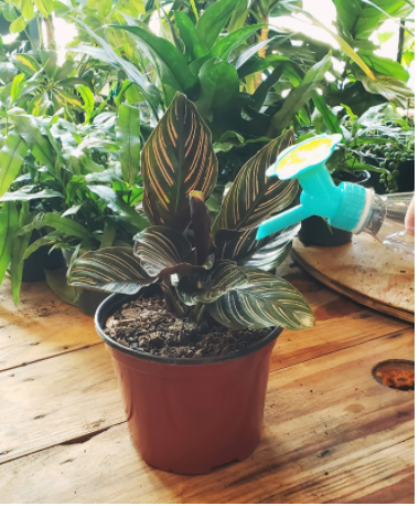 Calathea