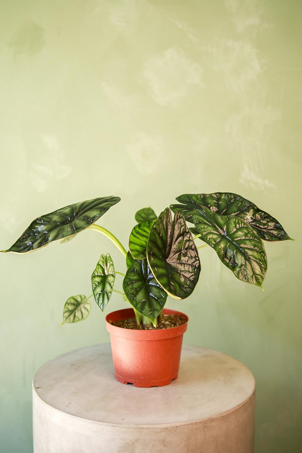 Alocasia Black Velvet – Verdant Lyfe