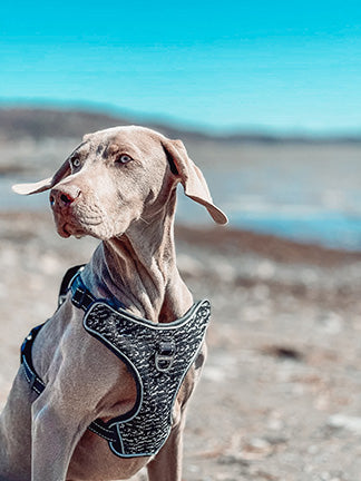 chien à la plage avec harnais