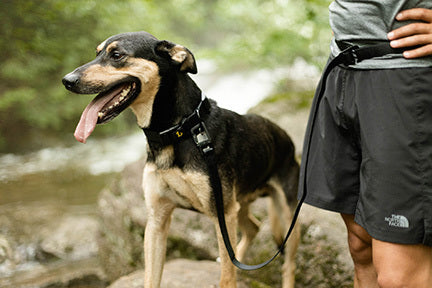 laisse mains libres sur chien