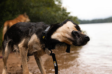 laisse étanche sur chien au bord du lac