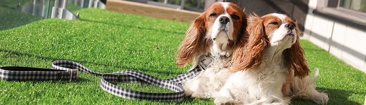 dogs wearing hands-free leash