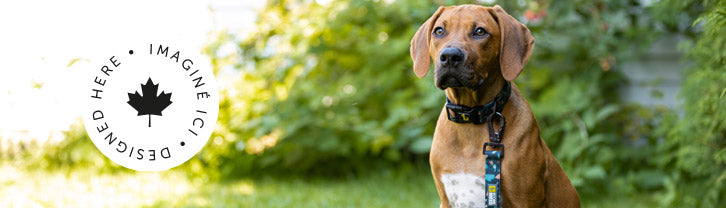 dog wearing hands-free leash