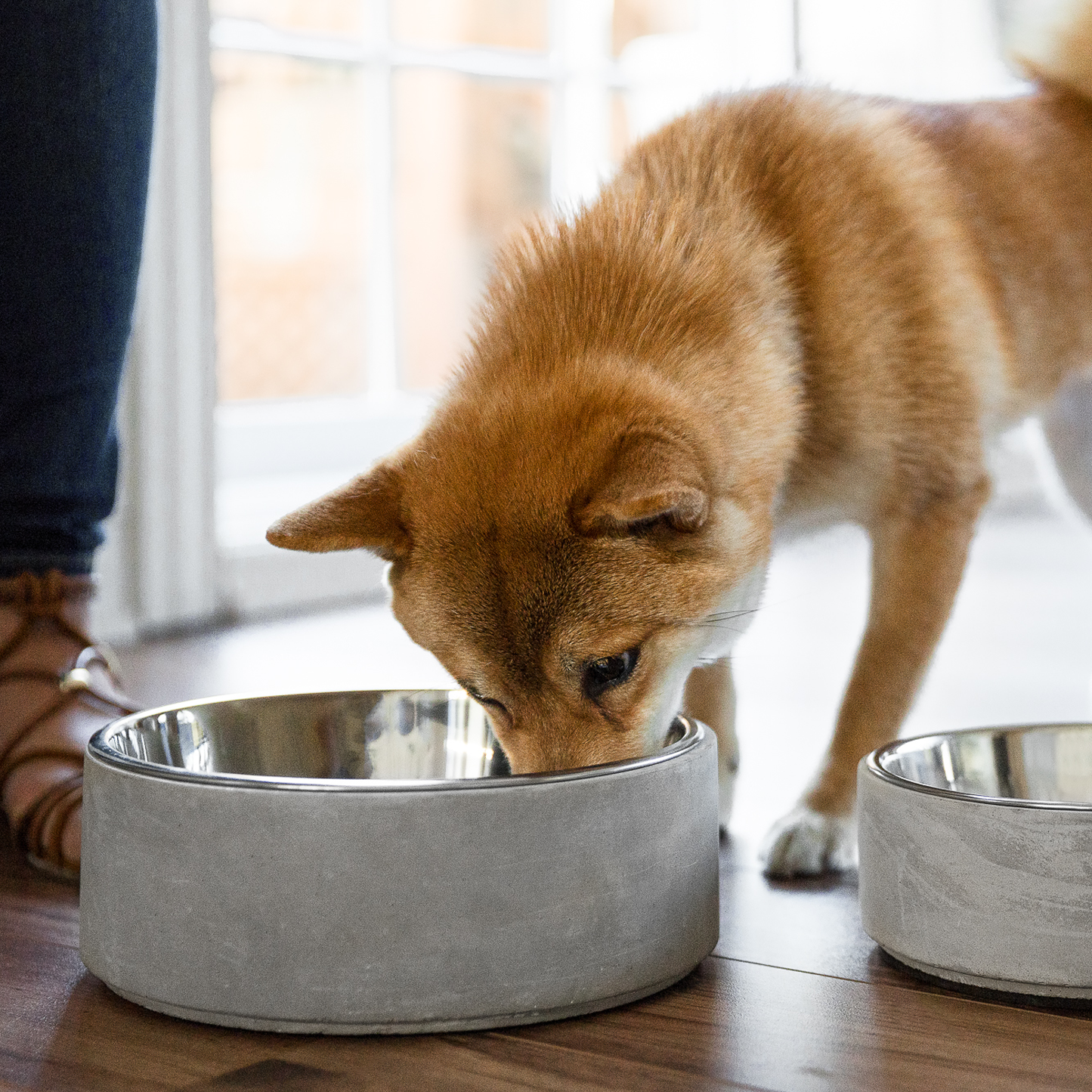 taste of the wild senior cat food