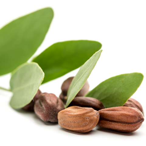 Raw jojoba seed