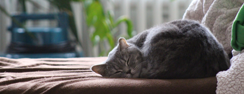 Cat asleep on a bed