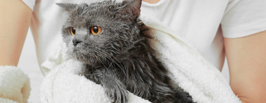 Grey cat being dried after the bath