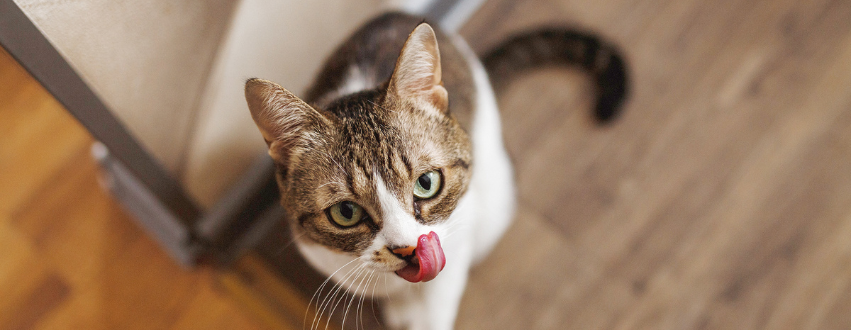 Cat licking their lips