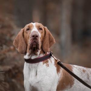 Brown and white dog wearing a black and red padded leather dog collar and lead