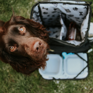 Spaniel with a travel dog bag