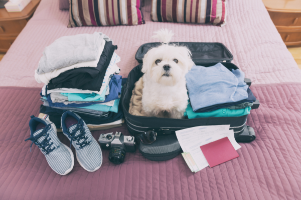 White dog in a suitcase