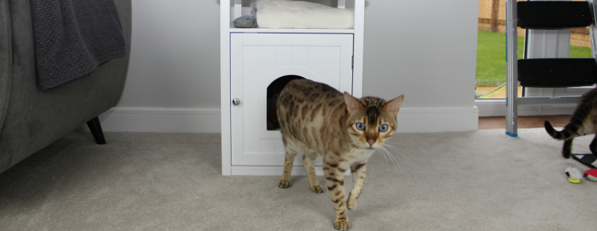 Bengal cat walking out of a cat litter tray