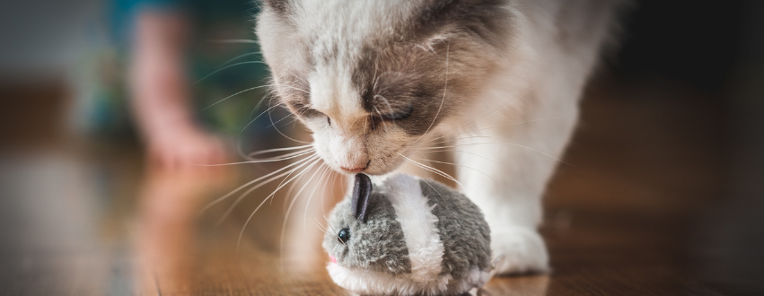 Cat playing with silver vine mouse