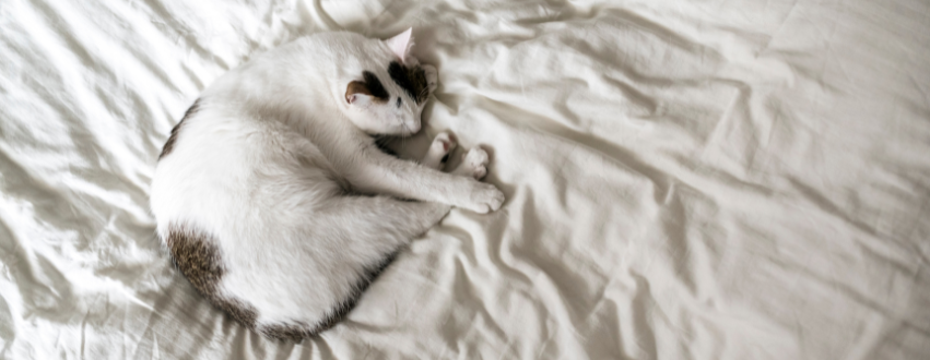 brown and white cat on a bed