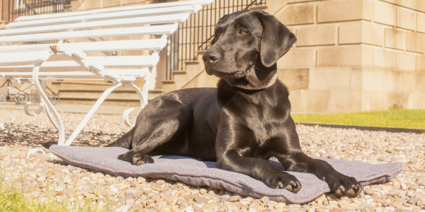 Black labrador outside in summer on a travel mat