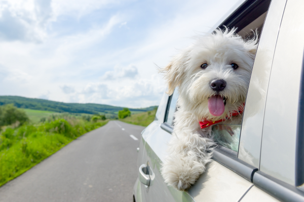 White dog sticking their head out of a car window on a roadtrip