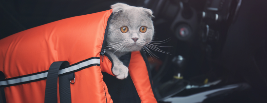 Scottish Fold cat poking their head out of a red cat carrier