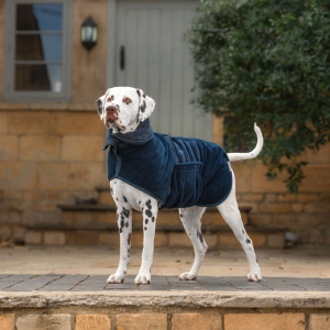 Dalmatian wearing a blue drying coat on a summer walk