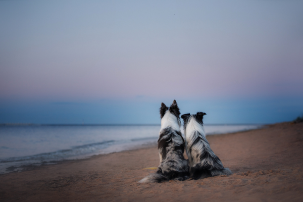Two dogs sat on a beach