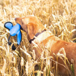 Labrador carrying a blue dog toy through a field of wheat